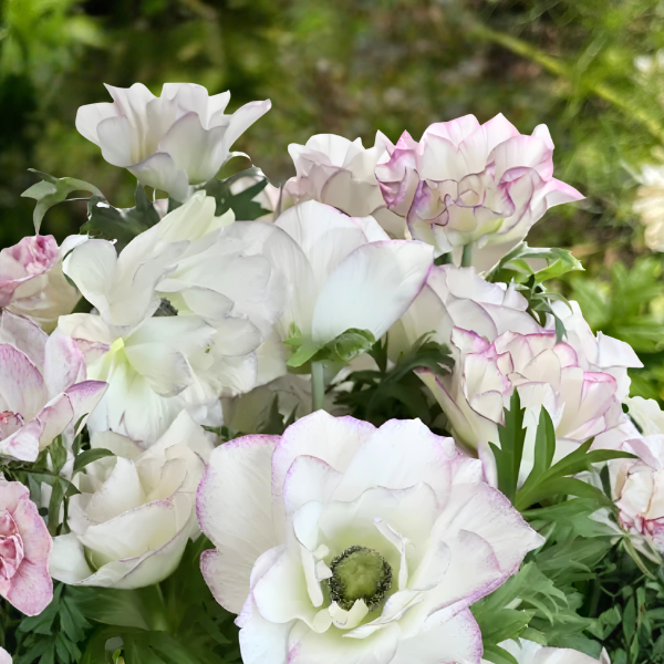 Mistral Plus Anemone Corms- The Edge; Pack of 10