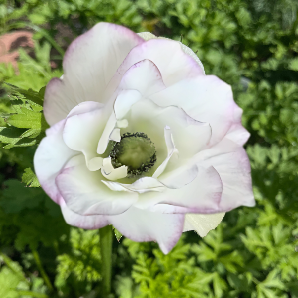 Mistral Plus Anemone Corms- The Edge; Pack of 10