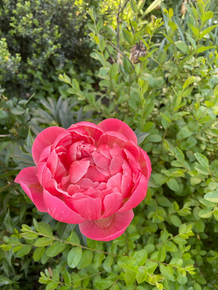 Peony Bare Root Coral Supreme