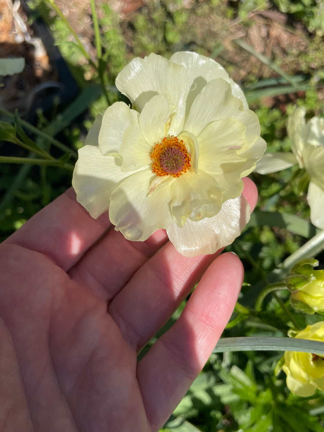 Butterfly Ranunculus Helios, pale yellow