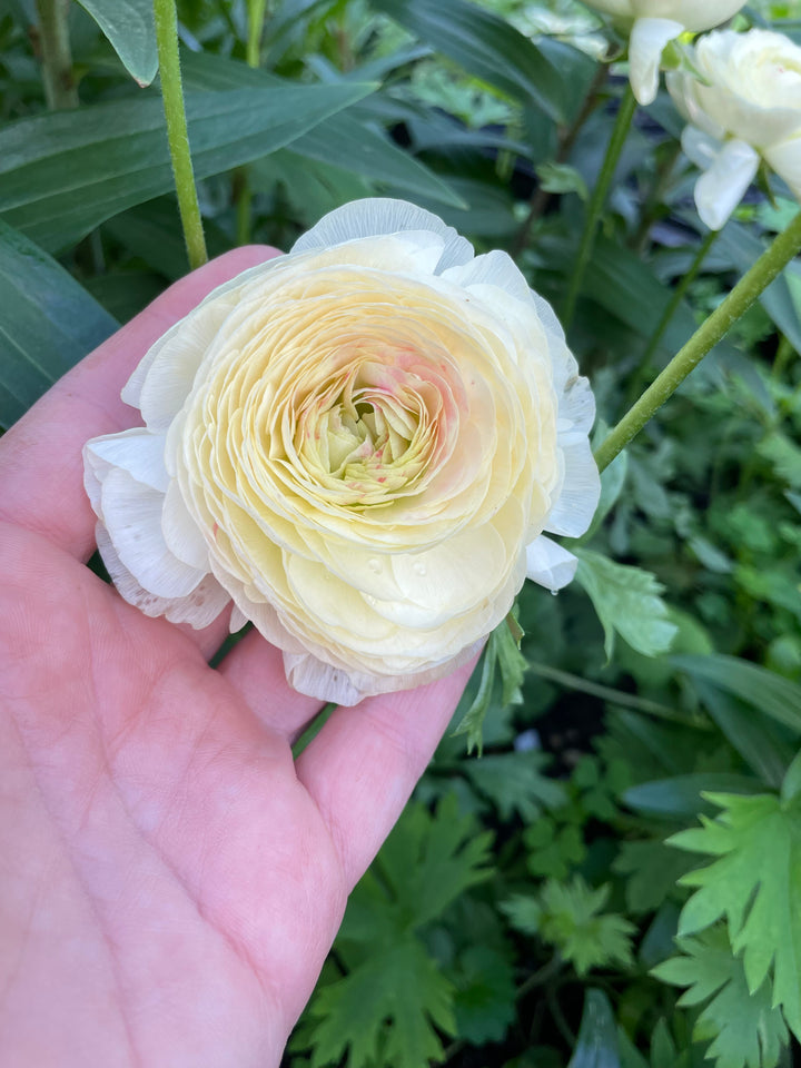 Romance Ranunculus Hydra