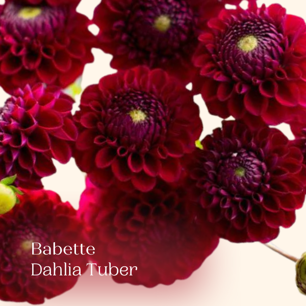 Babette wine ball dahlia