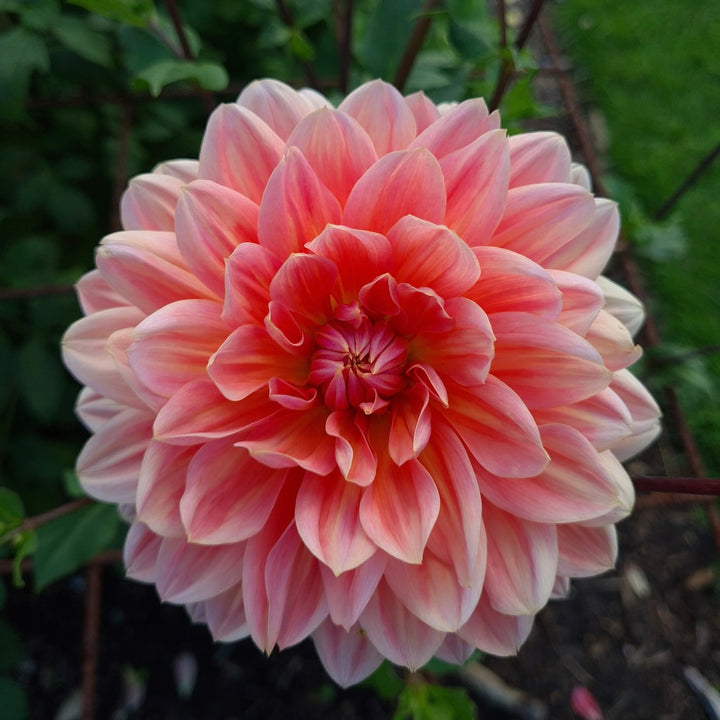 Yvonne Dahlia