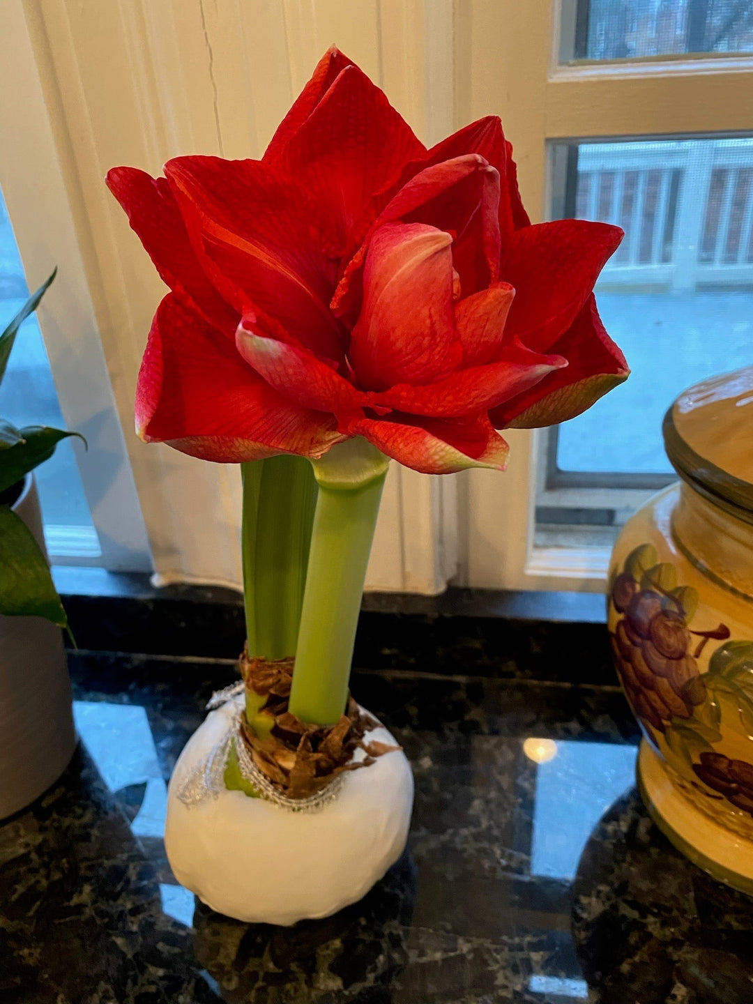 Amaryllis small pot