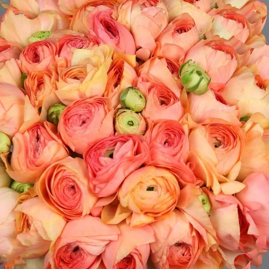 ranunculus grand pastel