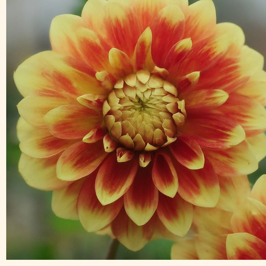 A detailed view of a blooming Cape Town Dahlia flower with yellow and orange petals, captured by The Happy Hour Flowers, celebrating the beauty of the Cape Town Dahlia Tuber.