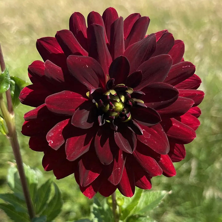 Karma Naomi Burgundy Dahlia tuber for sale