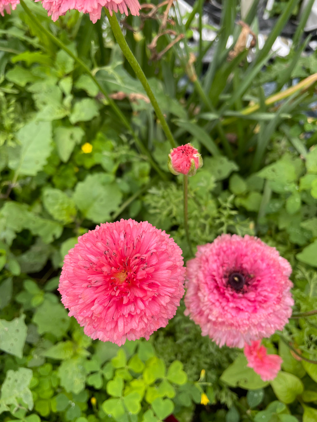 Poodle Ranunculus Ramila