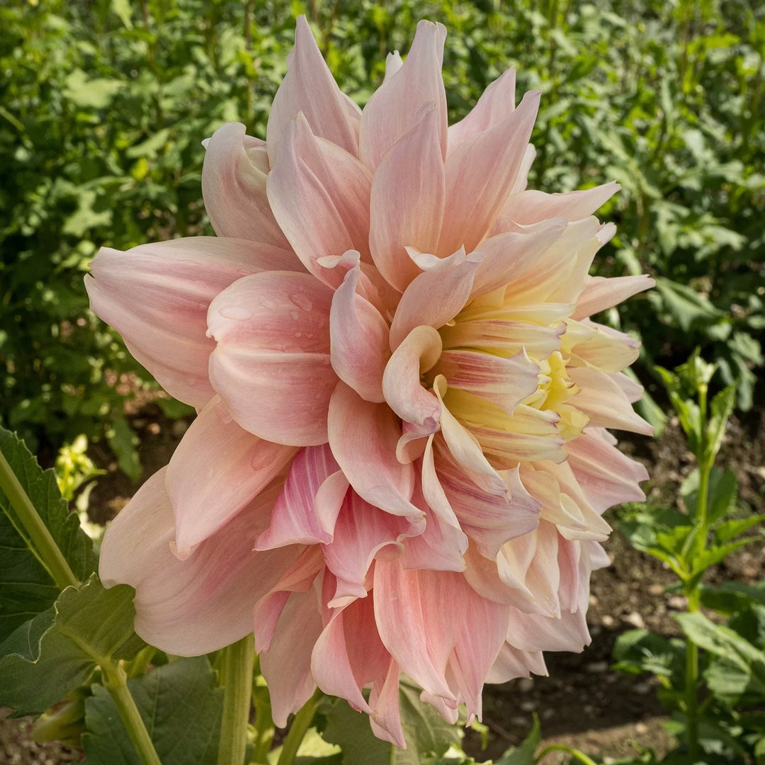 BreakOut dinner plate pink dahlia tuber