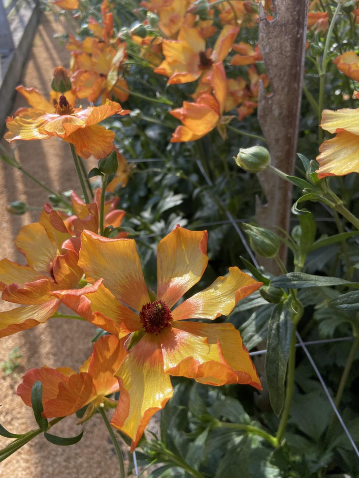 Butterfly ranunculus Minoan orange