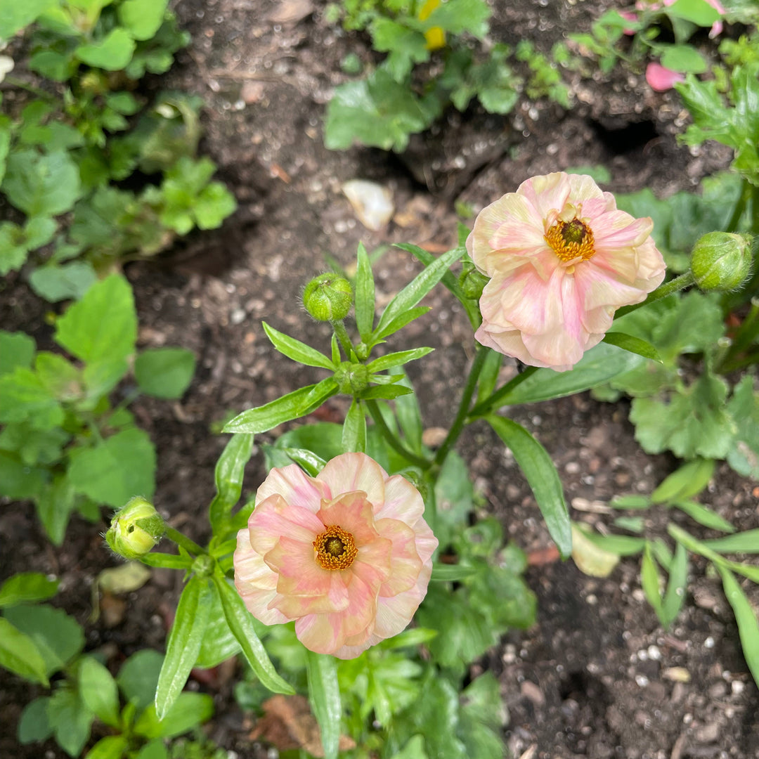 Eris Ranunculus Buy Butterfly Ranunculus Online – The Happy Hour Flowers