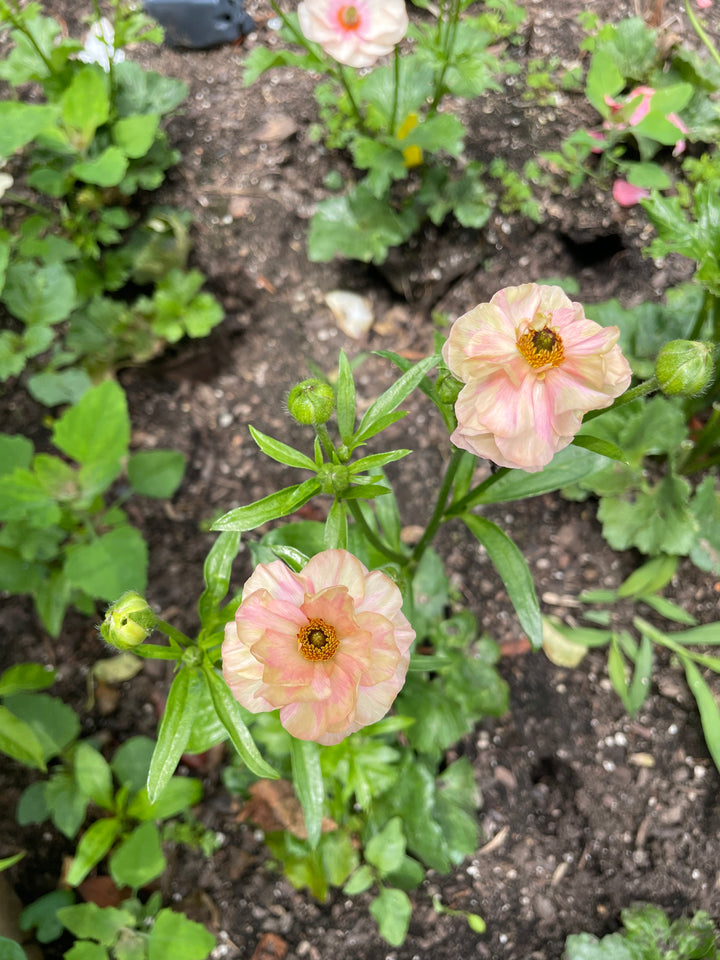 Butterfly Ranunculus Eris-Pack of 5