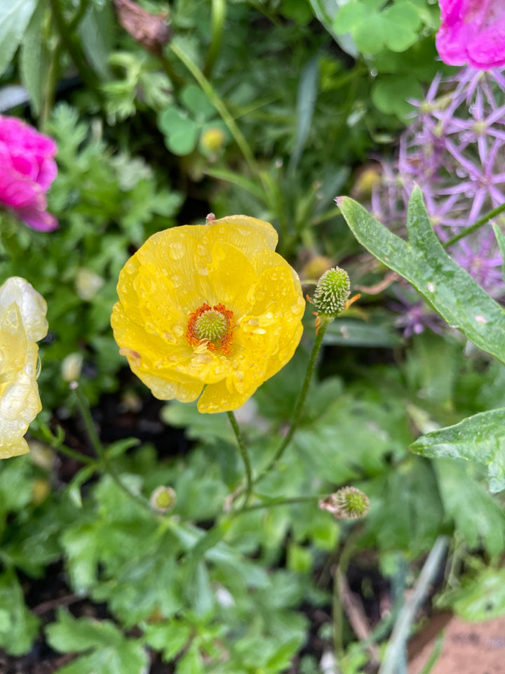 a close up of a flower with many flowers in the background