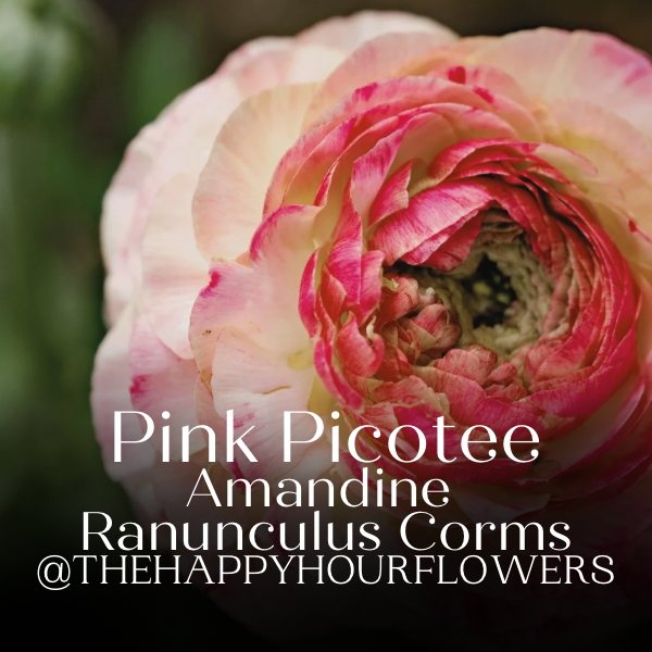 Amandine Ranunculus Corms, Pink Picotee- Pack of 10