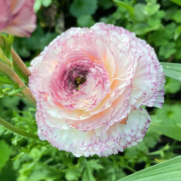 Amandine Ranunculus Corms, Pink Picotee- Pack of 10