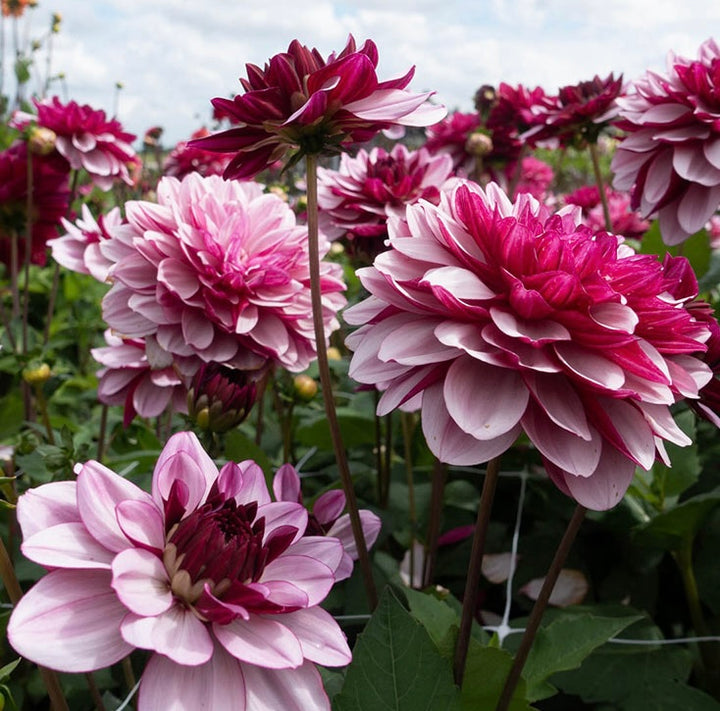 Crème de Cassis purple dahlia