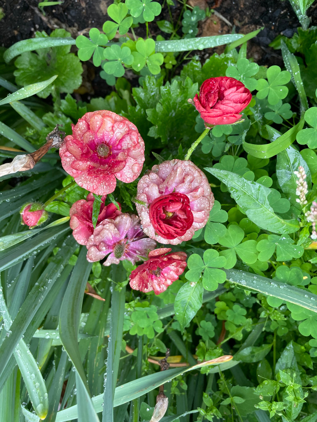 Butterfly Ranunculus Musa Blooms