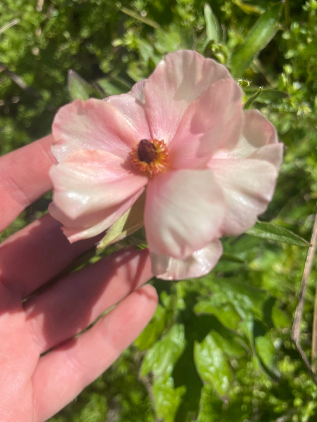 a person holding a pink flower in their hand