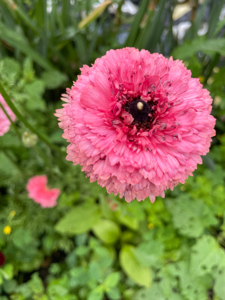 Poodle Ranunculus Ramila