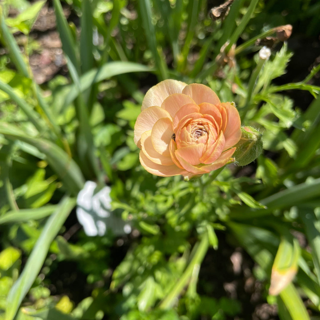 Nohant Ranunculus Romance Ranunculus Nohant - Shop Now! – The Happy Hour Flowers