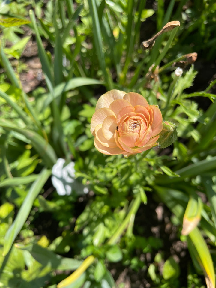 Romance Ranunculus Nohant