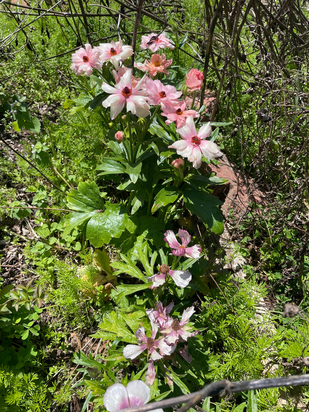 a bunch of flowers that are in the grass