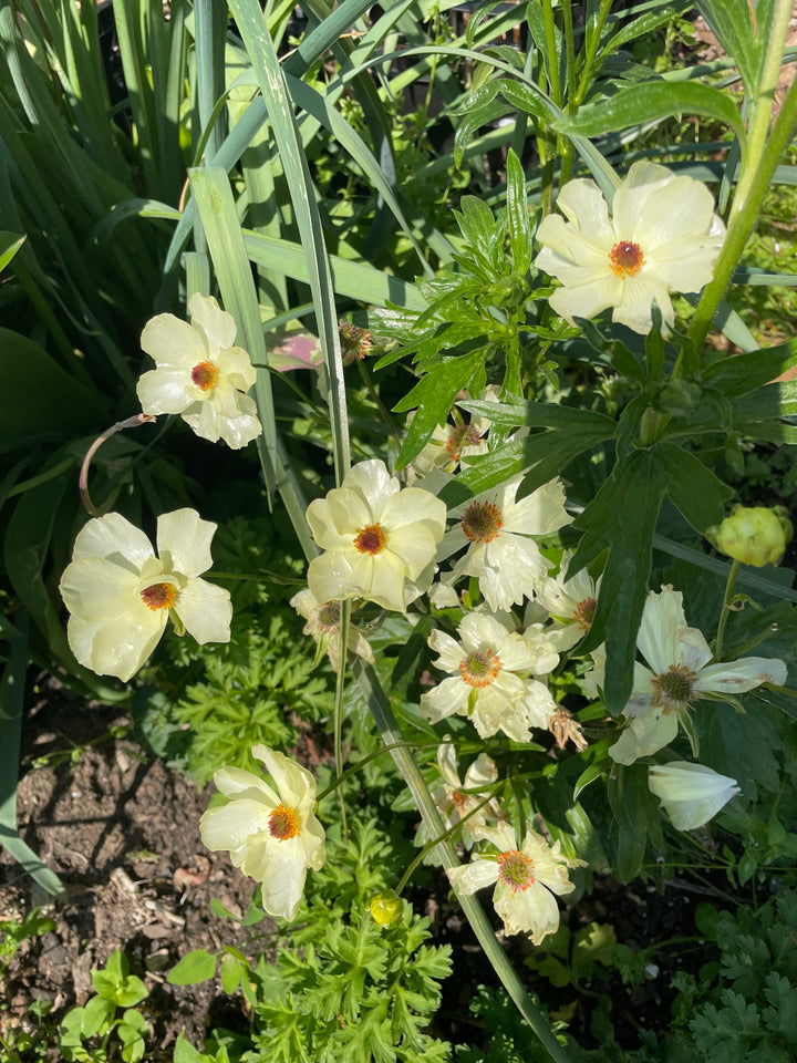 a bunch of flowers that are in the grass