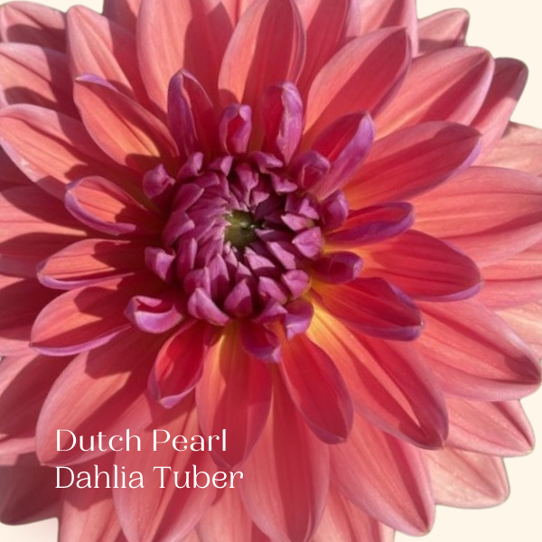 Dutch Pearl Dahlia