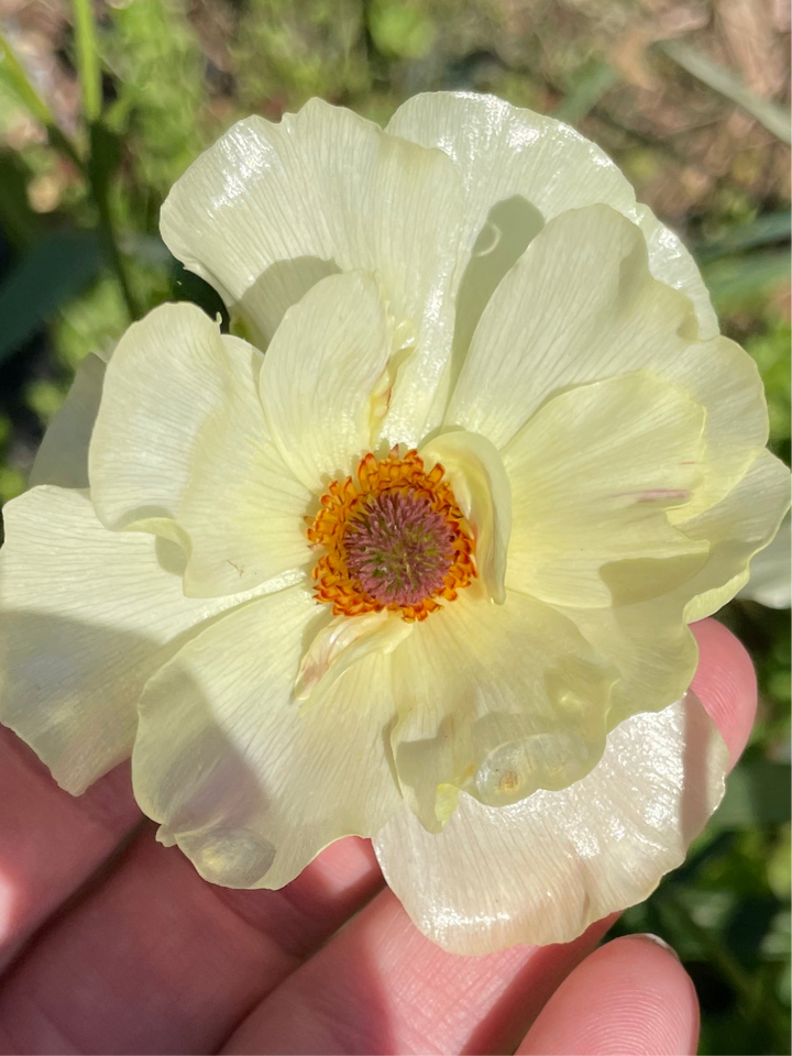 Butterfly Ranunculus Helios, pale yellow