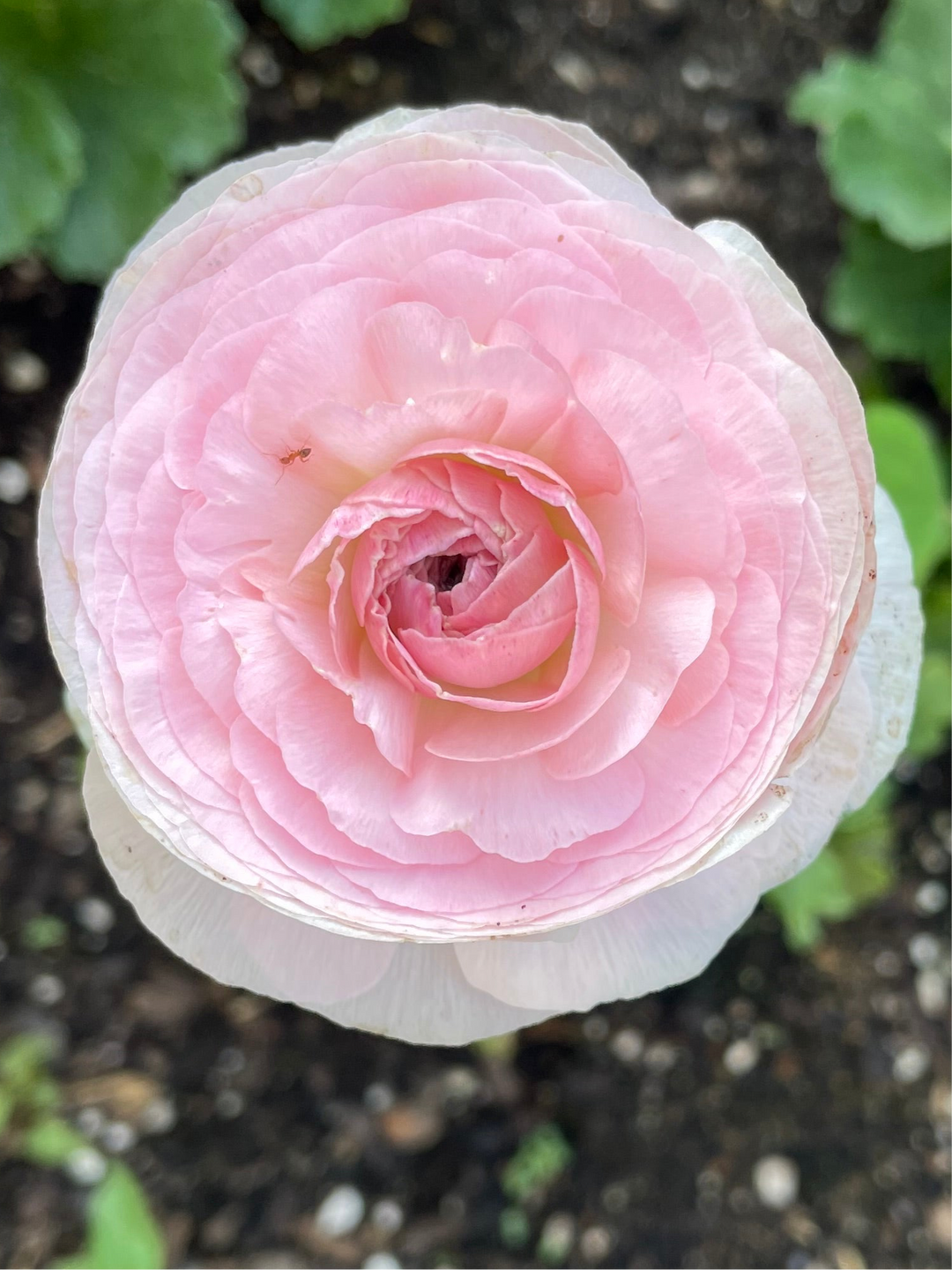 Romance Ranunculus Seine