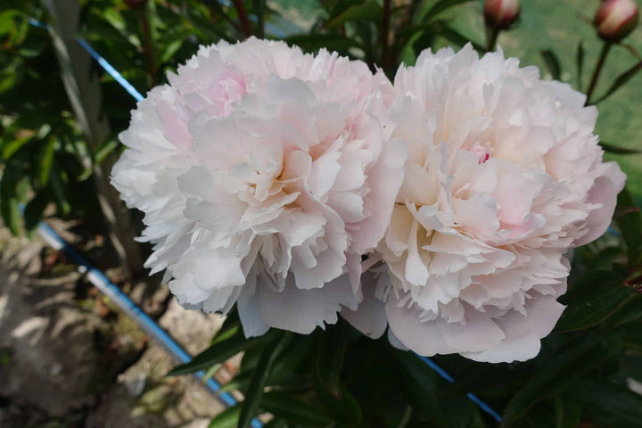 peony bare root alertie