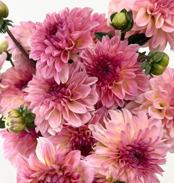 Esli pink dahlia