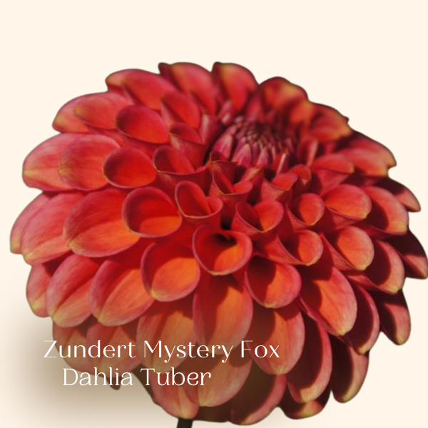 Zundert Mystery Fox Copper Dahlia for sale