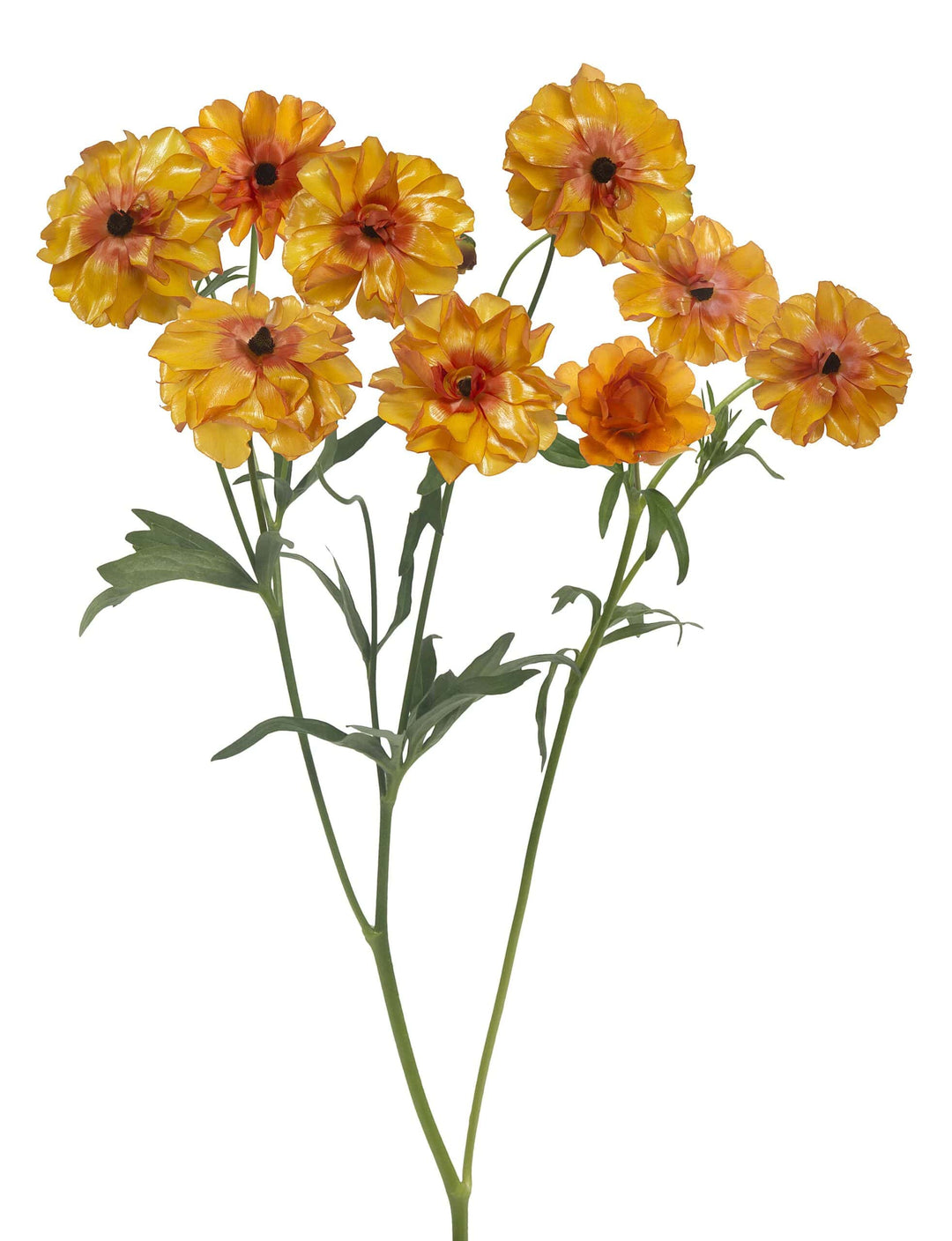 Butterfly Ranunculus Phosphorus Corms- Pack of 5