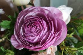 Purple jean ranunculus