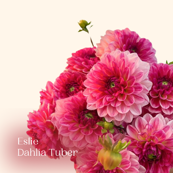 Esli pink dahlia