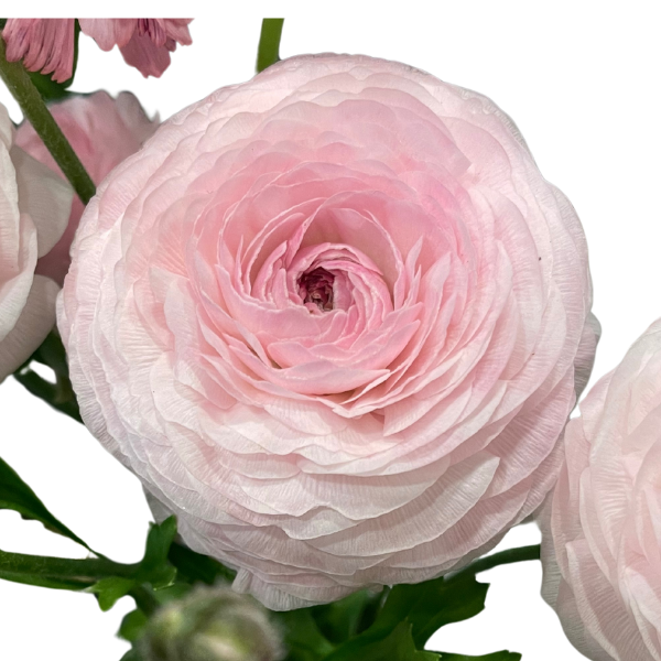 Clone Ranunculus Tuile Clone Ranunculus Corms - 5 Pack – The Happy Hour Flowers
