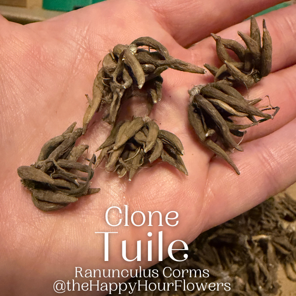 Clone Ranunculus Tuile Clone Ranunculus Corms - 5 Pack – The Happy Hour Flowers