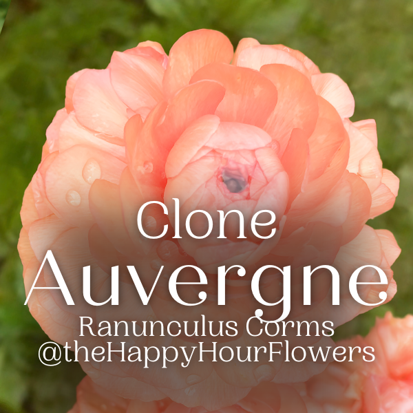 A vibrant image highlighting the Clone Auvergne Ranunculus flower, featuring luxurious petals and a cheerful appearance, ideal for spring bouquets. Clone Ranunculus corms can be purchased from The Happy Hour Flowers.