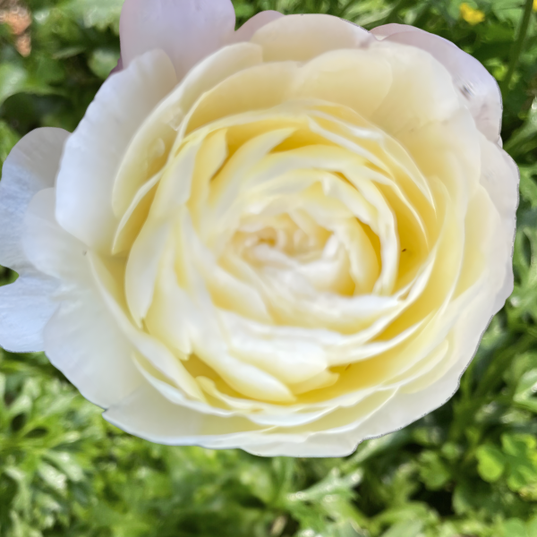 Gorgeous pale yellow Clone Ranunculus bloom, highlighting the soft petals of the Savoie variety, from The Happy Hour Flowers.