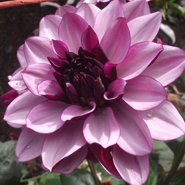 Crème de Cassis purple dahlia