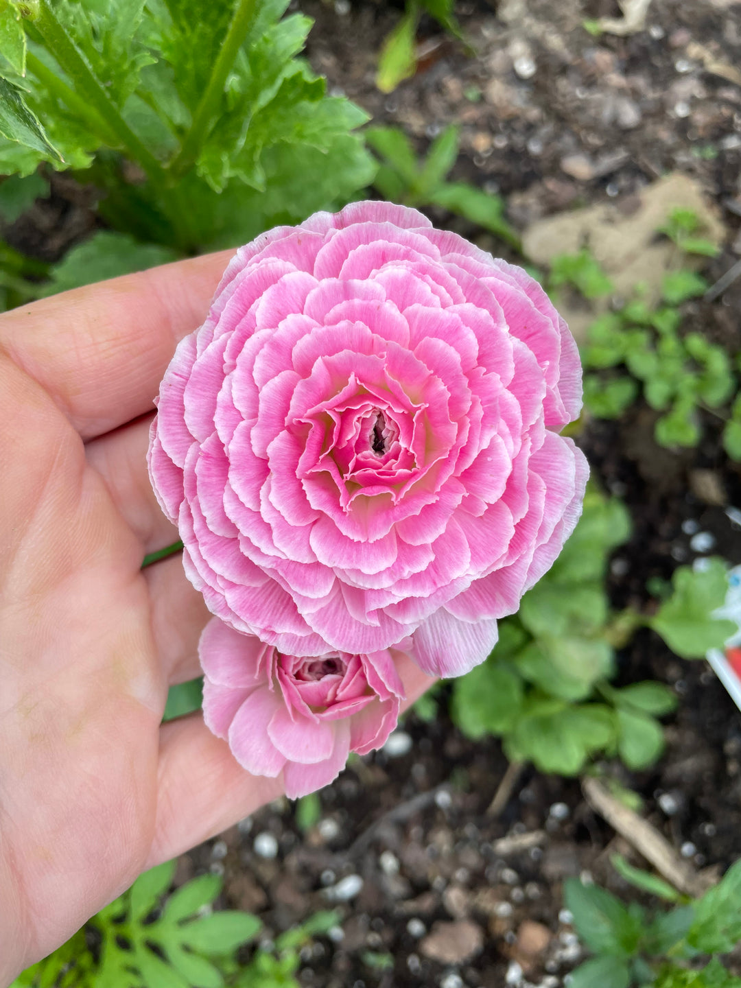 a person holding a pink flower in their hand