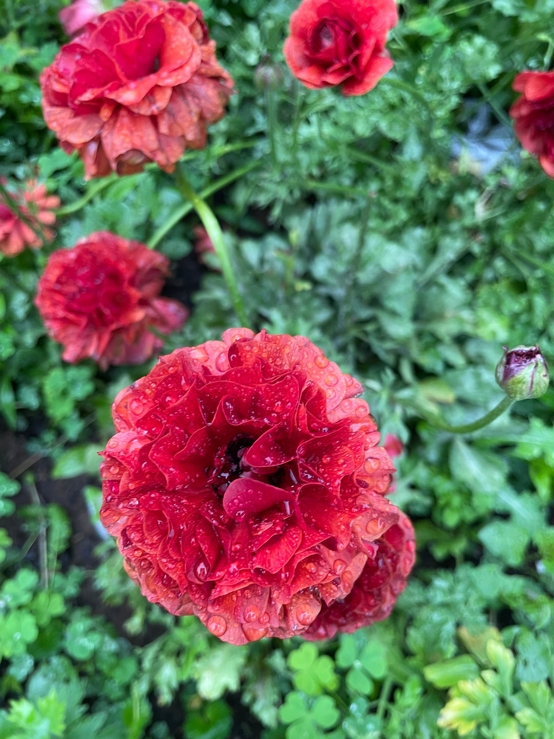 Hades Ranunculus Buy Butterfly Ranunculus Hades Corms – The Happy Hour Flowers