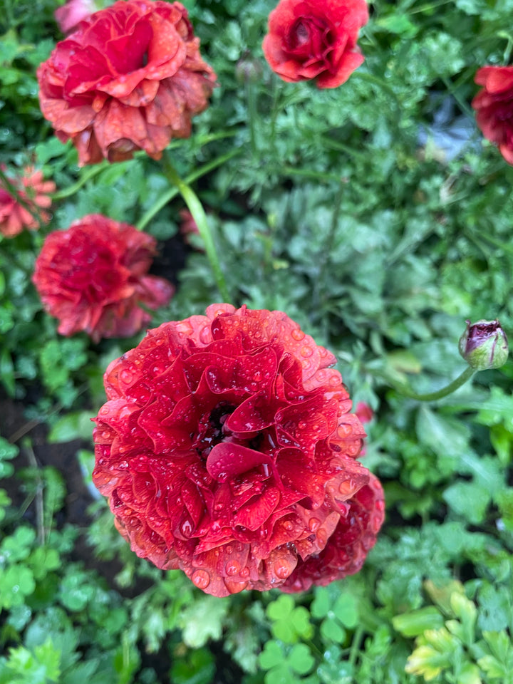 a group of red flowers with water droplets on them