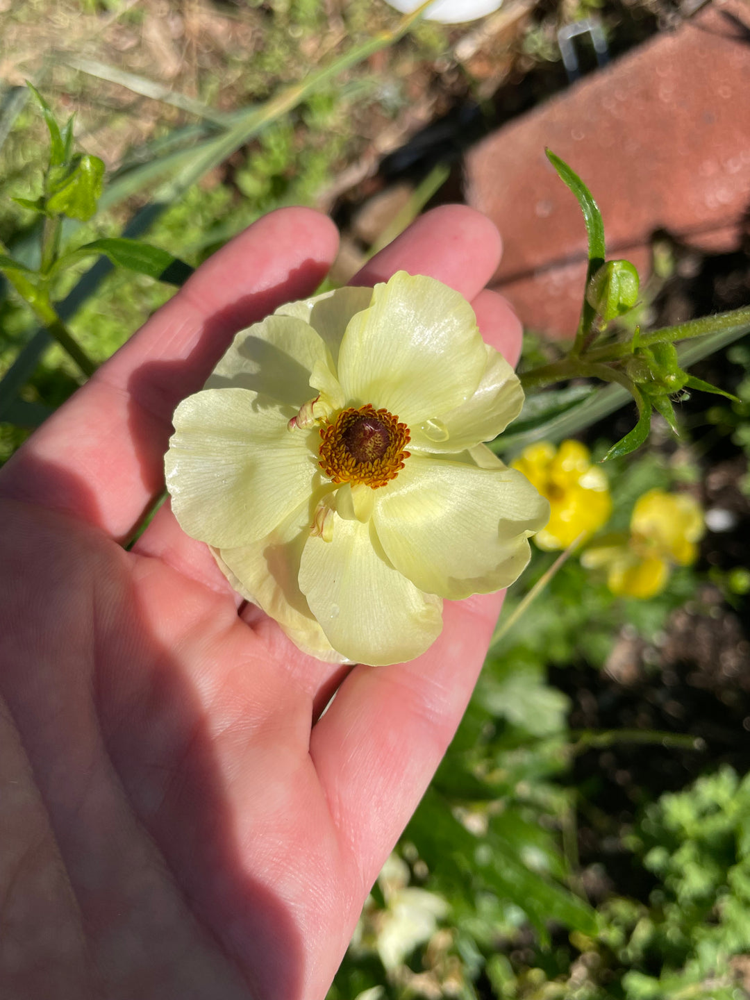 Butterfly Ranunculus Helios, pale yellow