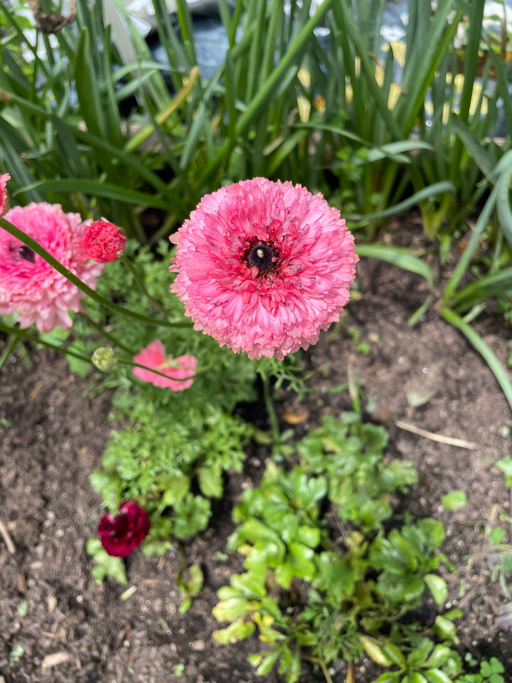 Poodle Ranunculus Ramila