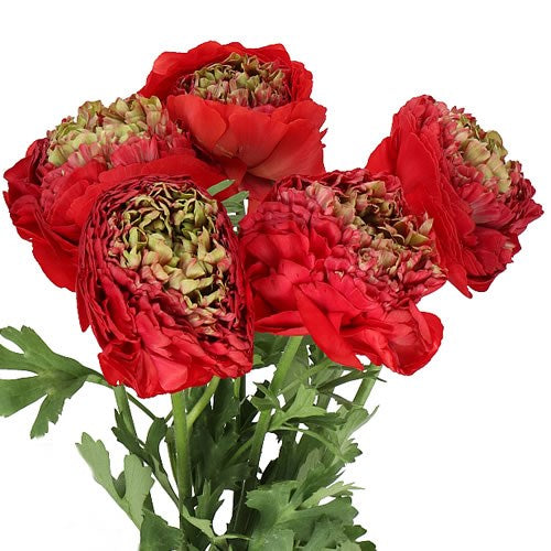 Romance Ranunculus Corms; Odon- Pack of 5