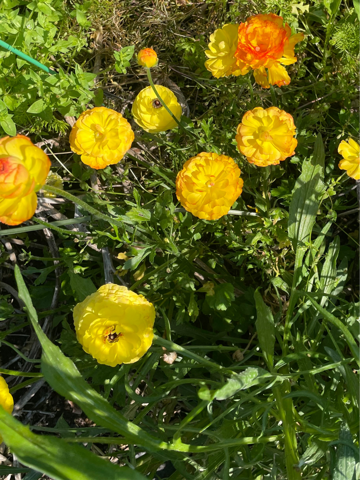 Gold and pastel Yellow Amandine Ranunculus corms for sale