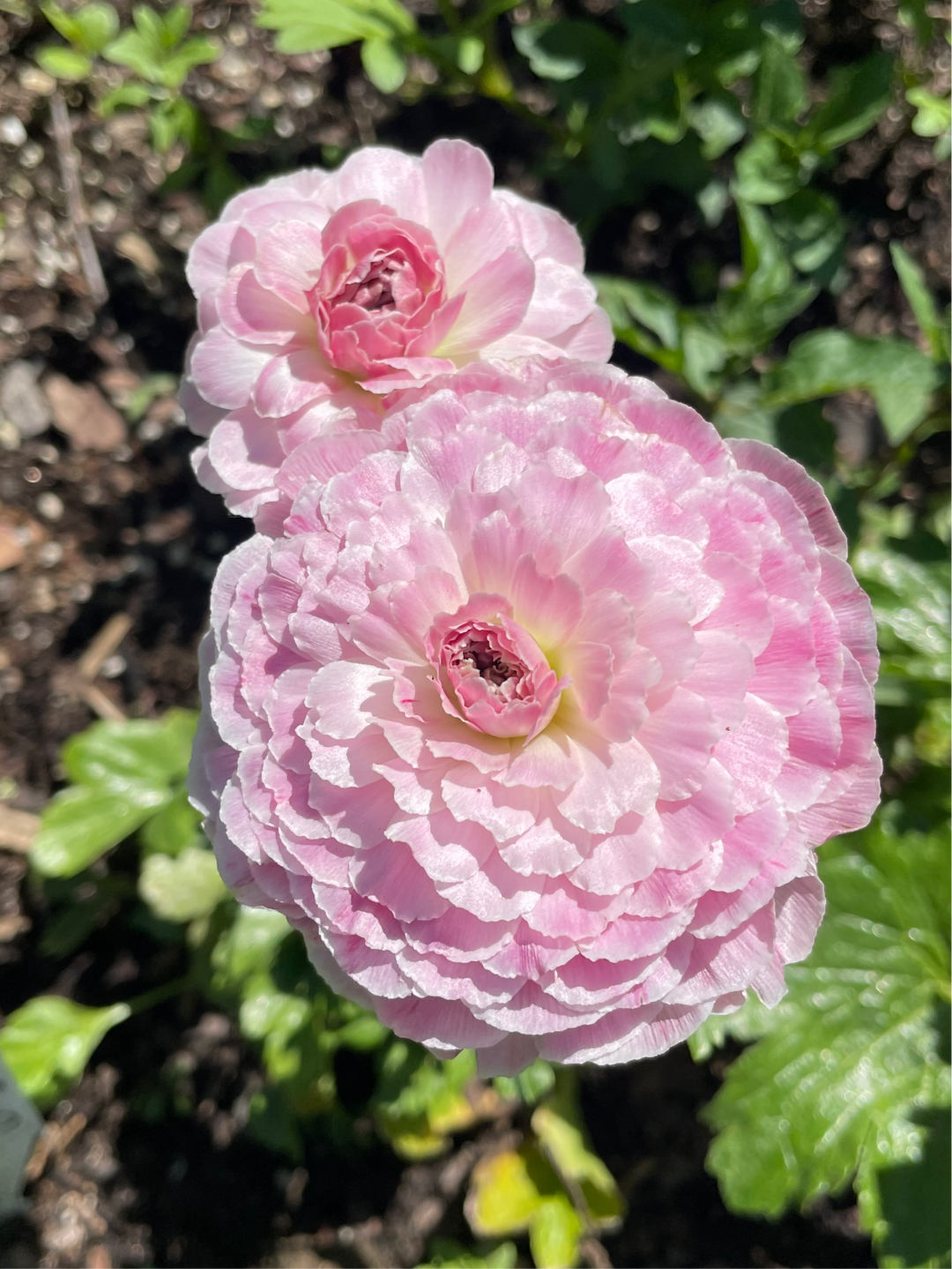 two pink flowers with green leaves in the background