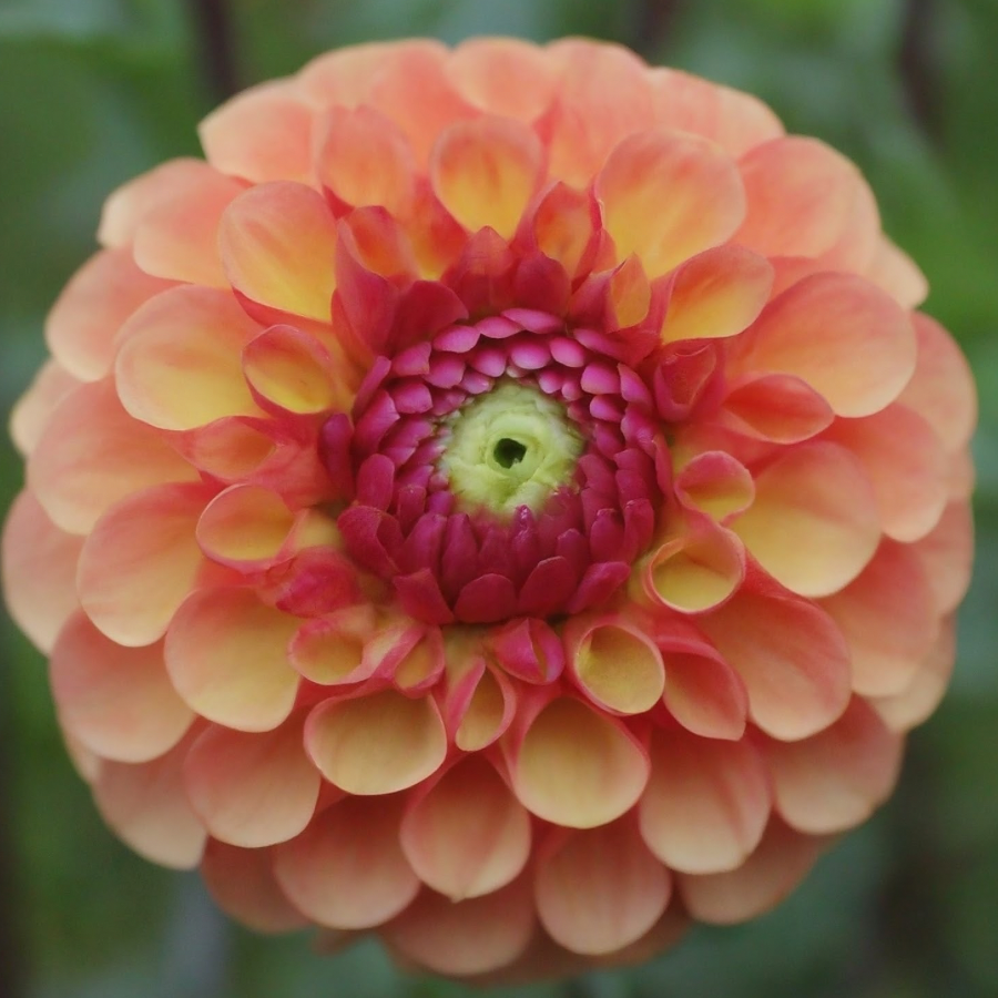 Beautiful Chapeau Bas Dahlia Tuber with perfectly arranged pink and orange petals, featured by The Happy Hour Flowers, ideal for garden enthusiasts.